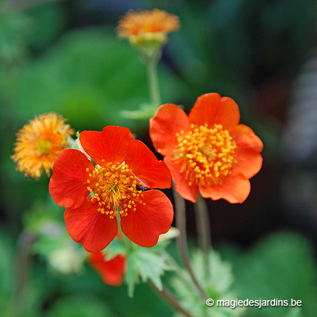 Bloemen: vitaminen voor je moestuin !